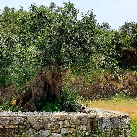 Calondri 1 In Achilleion Region Gastouri (Corfu)
